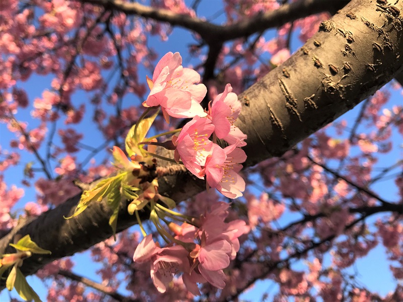 河津桜