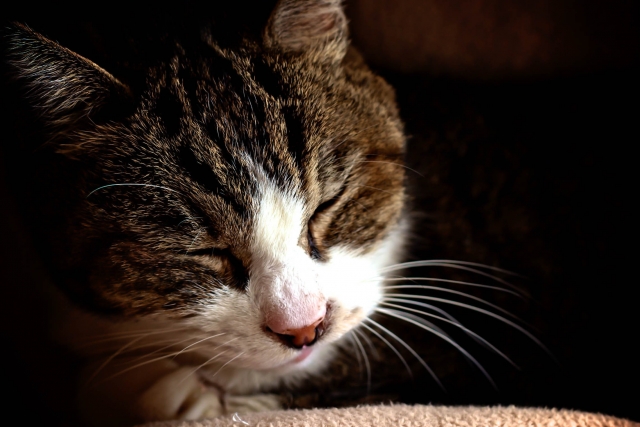 猫