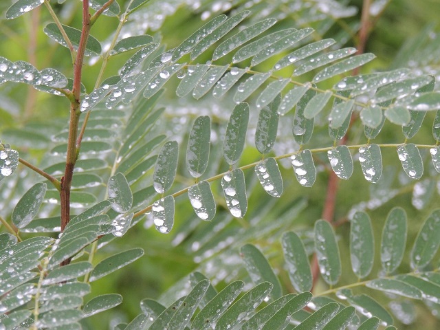 雨降り